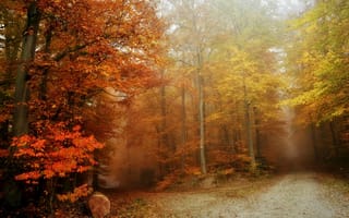 Картинка осень, туман, дороги, лес