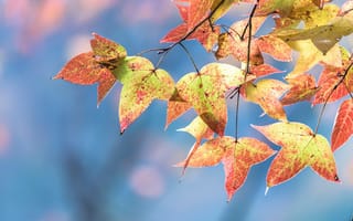 Картинка листья, осень, природа