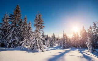 Картинка winter, snow, снежинки, зима, елка, снег, nature, лес