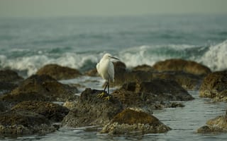 Картинка stones, rainy, bird, waves, sea