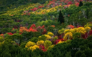 Картинка пейзаж, осень, листва, лес, багрянец, склон