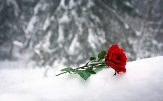 Картинка Un sentiment, роза красная, снег