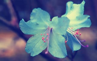 Картинка цветочки, макро, голубые, природа