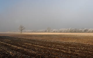 Картинка дерево, поле, туман