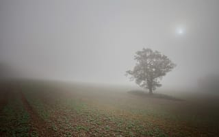 Картинка дерево, туман, поле