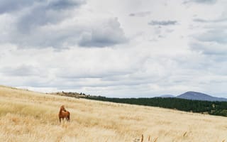 Картинка sky, hill, fence, field, clouds, countryside, horse, farm