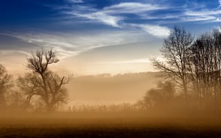 Картинка поле, туман, утро