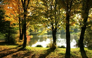 Картинка Свет, сквозь листву, солнечный, пруд, тени, деревья, осень