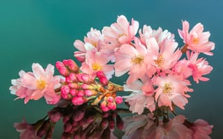 Картинка cherry, stamens, mirror, buds, petals, blossoms, reflection