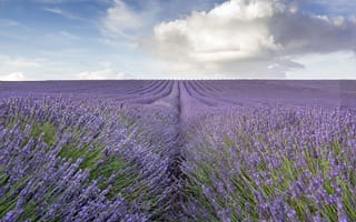 Картинка lavender, lavender field, field, countryside, farm