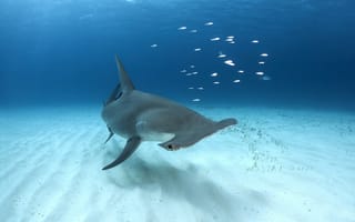 Картинка Bahamas, Great Hammerhead Shark, Bimini