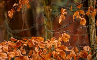 Обои листья, забор, осень