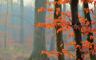 Картинка листья, осень, лес, дерево