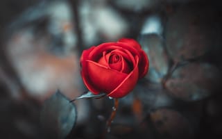 Картинка цветок, роза