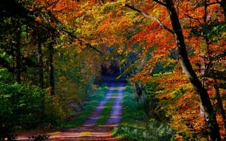 Обои листья, дорога, лес, деревья, осень
