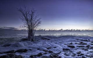 Обои лёд, берег, дерево, море