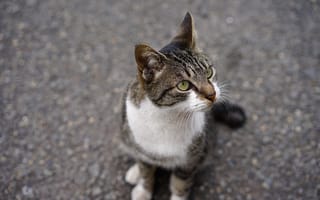 Картинка кот, взгляд, глаза