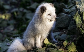 Картинка природа, Arctic Fox