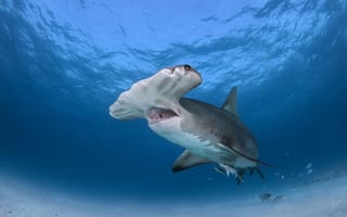 Обои Great Hammerhead Shark, море, рыба
