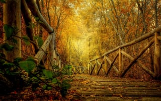 Картинка leaves, walk, autumn, road, hdr, nature, прогулка, осень, park, path, природа, парк, листья, деревья, forest, HDR, лес, trees