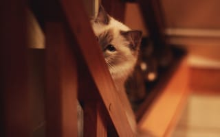 Картинка кошка, взгляд, размытость