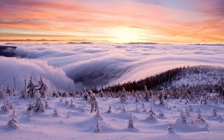 Картинка зима, море, лес, облаков, снег