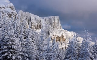 Картинка зима, леревья, гора