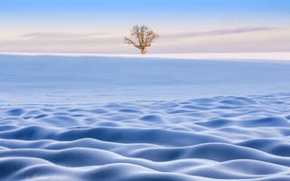 Картинка зима, снег, дерево