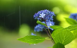Картинка листья, зеленый чай, цветы, райский чай, дождь