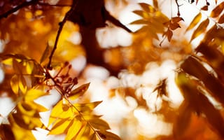 Картинка листья, осень, оранжевые