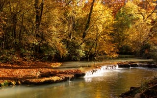 Картинка листья, осень, солнечно, деревья, желтые, ручей, лес