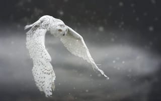 Картинка снег, полёт, птица, сова