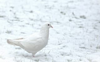 Картинка зима, снег, птица