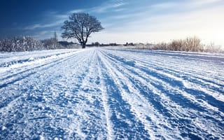 Картинка трава, дорога, снег, солнечно, зима, дерево