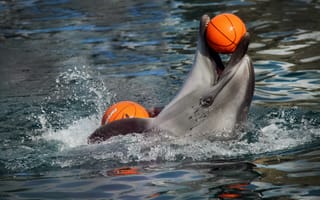 Обои дельфин, мяч, шоу