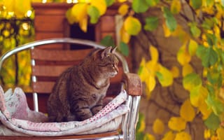 Обои кошка, листья, осень, желтые, кот, стул