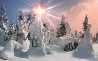 Обои winter, snow, елка, солнце, лес, снег, зима, nature