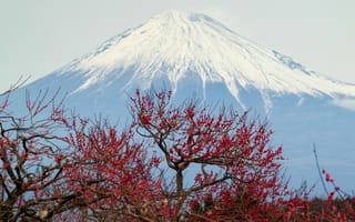 Картинка Fuji, панорама, Япония, деревья, небо, вулкан, гора