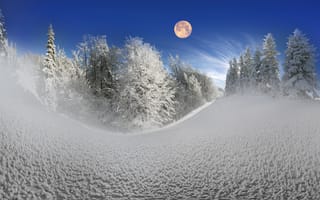 Картинка winter, зима, лес, nature, снег, snow, елка, снежинки