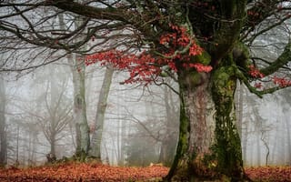 Картинка природа, лес, осень