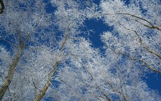 Картинка зима, ветки, деревья, иней, небо