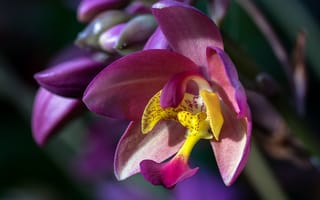 Картинка Спатоглоттис, макро, орхидея