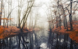 Картинка пруд, отражение, вода, осень, Лес, туман, деревья