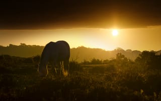 Картинка закат, природа, конь