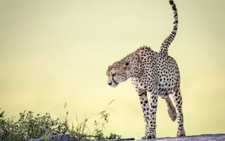 Картинка природа, Cheetah