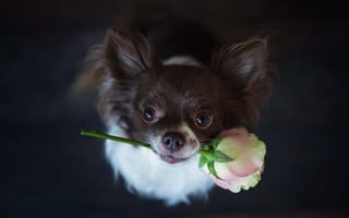 Картинка друг, взгляд, роза, собака