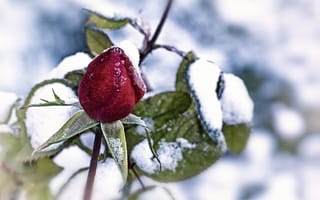 Картинка роза, снег, листья, бутон, бардовая