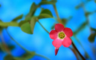 Картинка цветок, розовый, вблизи, макро