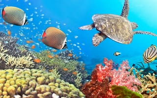 Картинка Underwater, коралловые рифы, панорама, panorama, coral reef, черепахи, Подводная съемка, turtle, fishes, морских, рыб, sea
