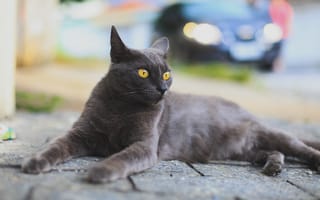 Картинка кошка, улица, взгляд